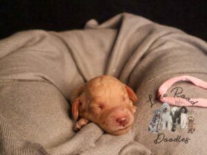 Delilah Reserved