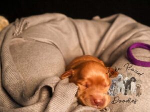 Charlotte Reserved
