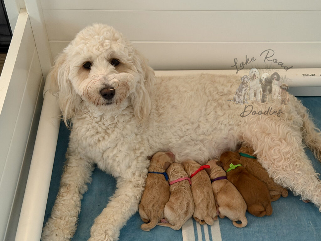 Ellie Mini Goldendoodles