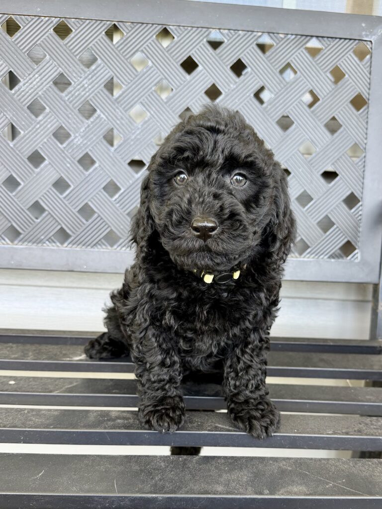 Goldendoodle